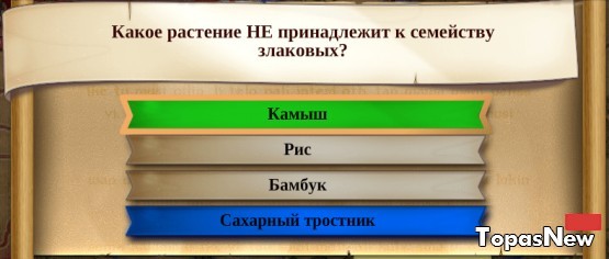 Какое растение НЕ принадлежит к семейству злаковых?