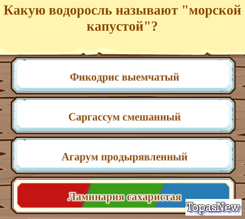 Какую водоросль называют "морской капустой"?